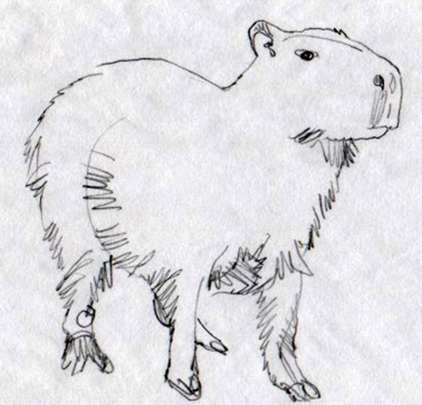 Capybara sketched animal